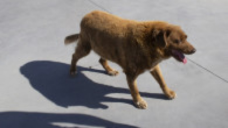 Bobi, un câine din rasa Rafeiro Alentejano, care şi-a petrecut viaţa într-un sat din centrul Portugaliei, a murit în octombrie 2023. Sursa foto: Profimedia Images | Poza 5 din 15