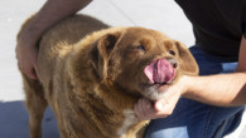 Bobi, un câine din rasa Rafeiro Alentejano, care şi-a petrecut viaţa într-un sat din centrul Portugaliei, a murit în octombrie 2023. Sursa foto: Profimedia Images | Poza 7 din 15