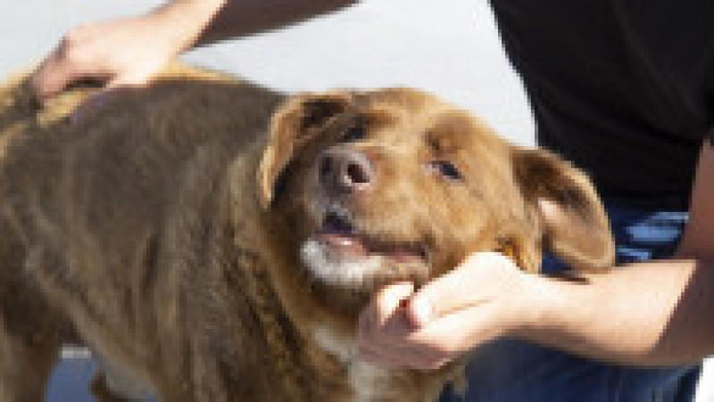 Bobi, un câine din rasa Rafeiro Alentejano, care şi-a petrecut viaţa într-un sat din centrul Portugaliei, a murit în octombrie 2023. Sursa foto: Profimedia Images | Poza 8 din 15