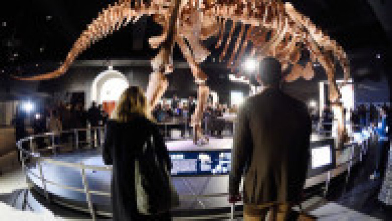 O replică a unui schelet de titanozaur a fost prezentată la Muzeul american de istorie naturală din New York, în 2016. Cântărește 70 de tone, are peste 5 metri înălțime și aproape 40 de metri lungime. Replica se bazează pe 84 de oase excavate în Argentina în 2014. Sursa foto: Profimedia Images | Poza 2 din 25