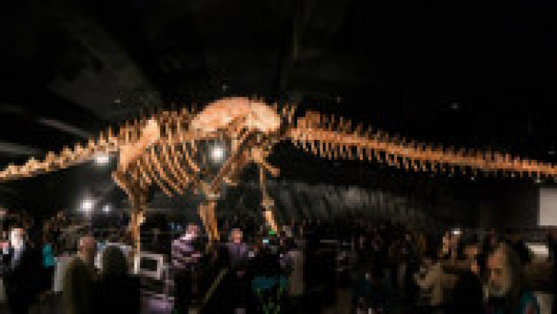 O replică a unui schelet de titanozaur a fost prezentată la Muzeul american de istorie naturală din New York, în 2016. Cântărește 70 de tone, are peste 5 metri înălțime și aproape 40 de metri lungime. Replica se bazează pe 84 de oase excavate în Argentina în 2014. Sursa foto: Profimedia Images | Poza 4 din 25