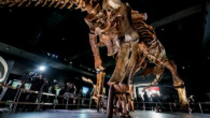 O replică a unui schelet de titanozaur a fost prezentată la Muzeul american de istorie naturală din New York, în 2016. Cântărește 70 de tone, are peste 5 metri înălțime și aproape 40 de metri lungime. Replica se bazează pe 84 de oase excavate în Argentina în 2014. Sursa foto: Profimedia Images | Poza 7 din 25