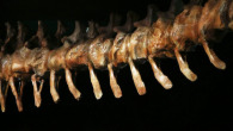 O replică a unui schelet de titanozaur a fost prezentată la Muzeul american de istorie naturală din New York, în 2016. Cântărește 70 de tone, are peste 5 metri înălțime și aproape 40 de metri lungime. Replica se bazează pe 84 de oase excavate în Argentina în 2014. Sursa foto: Profimedia Images | Poza 1 din 25