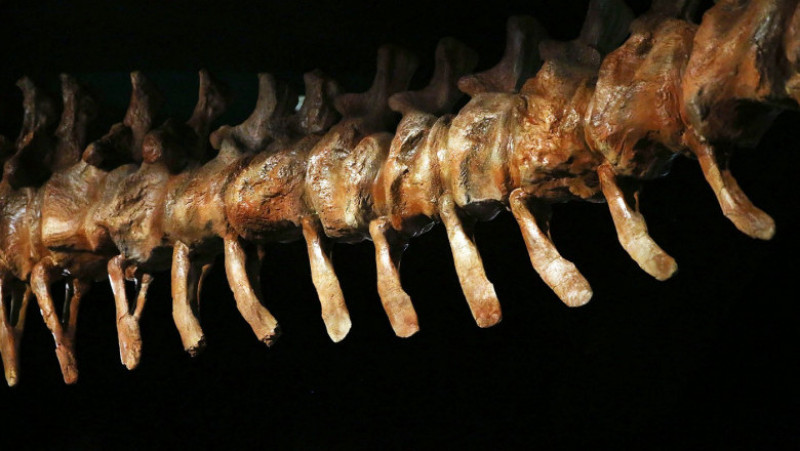 O replică a unui schelet de titanozaur a fost prezentată la Muzeul american de istorie naturală din New York, în 2016. Cântărește 70 de tone, are peste 5 metri înălțime și aproape 40 de metri lungime. Replica se bazează pe 84 de oase excavate în Argentina în 2014. Sursa foto: Profimedia Images