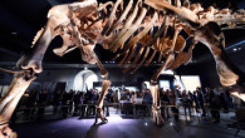 O replică a unui schelet de titanozaur a fost prezentată la Muzeul american de istorie naturală din New York, în 2016. Cântărește 70 de tone, are peste 5 metri înălțime și aproape 40 de metri lungime. Replica se bazează pe 84 de oase excavate în Argentina în 2014. Sursa foto: Profimedia Images | Poza 15 din 25