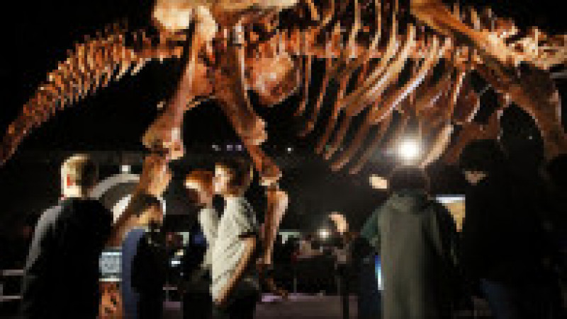O replică a unui schelet de titanozaur a fost prezentată la Muzeul american de istorie naturală din New York, în 2016. Cântărește 70 de tone, are peste 5 metri înălțime și aproape 40 de metri lungime. Replica se bazează pe 84 de oase excavate în Argentina în 2014. Sursa foto: Profimedia Images | Poza 12 din 25