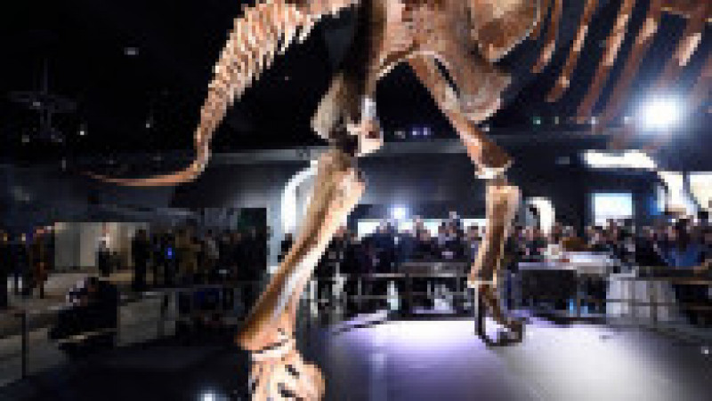 O replică a unui schelet de titanozaur a fost prezentată la Muzeul american de istorie naturală din New York, în 2016. Cântărește 70 de tone, are peste 5 metri înălțime și aproape 40 de metri lungime. Replica se bazează pe 84 de oase excavate în Argentina în 2014. Sursa foto: Profimedia Images | Poza 14 din 25