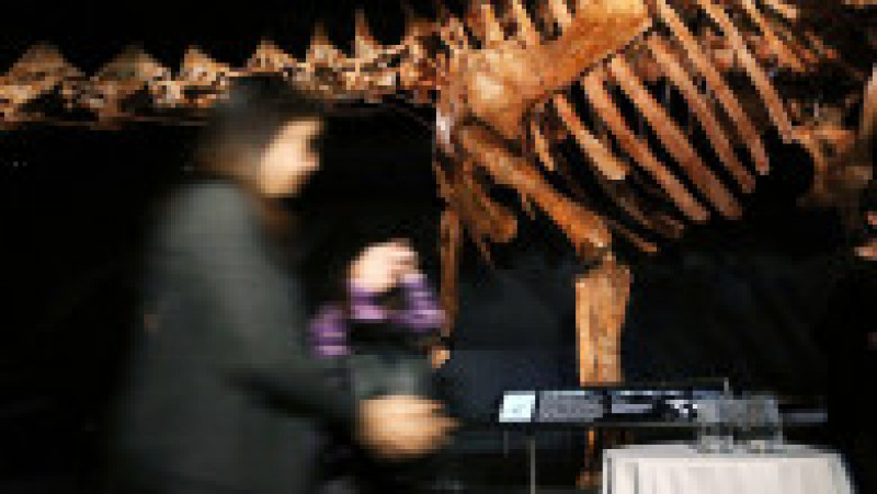 O replică a unui schelet de titanozaur a fost prezentată la Muzeul american de istorie naturală din New York, în 2016. Cântărește 70 de tone, are peste 5 metri înălțime și aproape 40 de metri lungime. Replica se bazează pe 84 de oase excavate în Argentina în 2014. Sursa foto: Profimedia Images | Poza 16 din 25