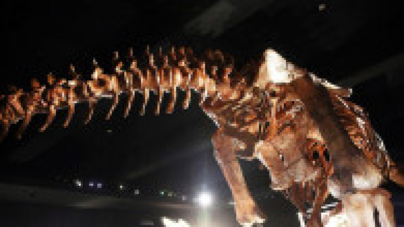 O replică a unui schelet de titanozaur a fost prezentată la Muzeul american de istorie naturală din New York, în 2016. Cântărește 70 de tone, are peste 5 metri înălțime și aproape 40 de metri lungime. Replica se bazează pe 84 de oase excavate în Argentina în 2014. Sursa foto: Profimedia Images | Poza 17 din 25