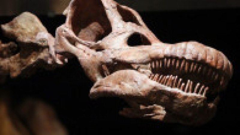 O replică a unui schelet de titanozaur a fost prezentată la Muzeul american de istorie naturală din New York, în 2016. Cântărește 70 de tone, are peste 5 metri înălțime și aproape 40 de metri lungime. Replica se bazează pe 84 de oase excavate în Argentina în 2014. Sursa foto: Profimedia Images | Poza 11 din 25