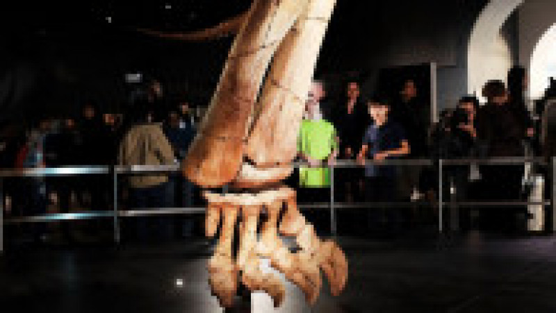 O replică a unui schelet de titanozaur a fost prezentată la Muzeul american de istorie naturală din New York, în 2016. Cântărește 70 de tone, are peste 5 metri înălțime și aproape 40 de metri lungime. Replica se bazează pe 84 de oase excavate în Argentina în 2014. Sursa foto: Profimedia Images | Poza 9 din 25