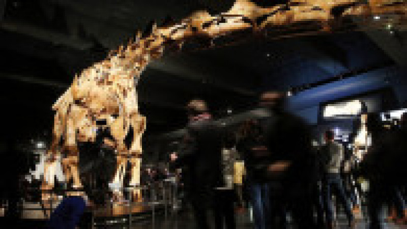 O replică a unui schelet de titanozaur a fost prezentată la Muzeul american de istorie naturală din New York, în 2016. Cântărește 70 de tone, are peste 5 metri înălțime și aproape 40 de metri lungime. Replica se bazează pe 84 de oase excavate în Argentina în 2014. Sursa foto: Profimedia Images | Poza 10 din 25