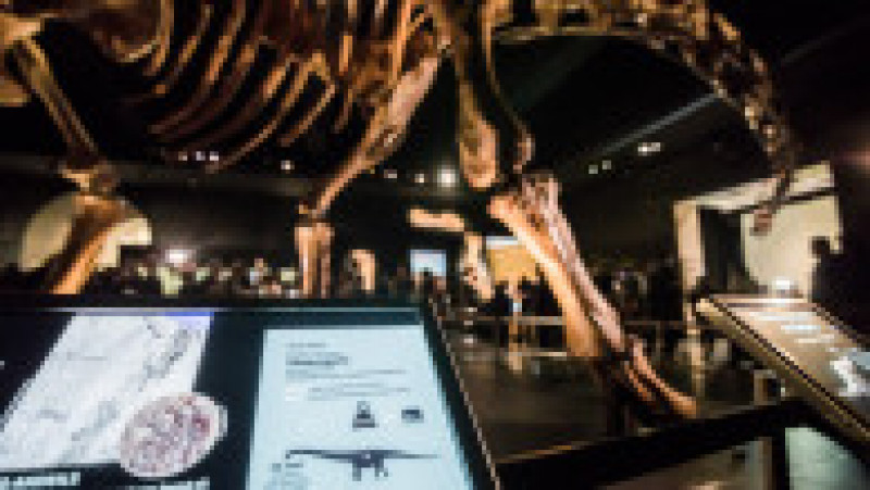 O replică a unui schelet de titanozaur a fost prezentată la Muzeul american de istorie naturală din New York, în 2016. Cântărește 70 de tone, are peste 5 metri înălțime și aproape 40 de metri lungime. Replica se bazează pe 84 de oase excavate în Argentina în 2014. Sursa foto: Profimedia Images | Poza 25 din 25