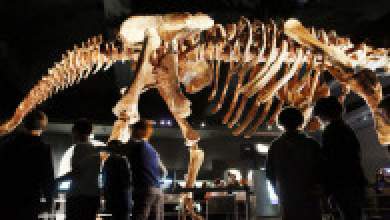 O replică a unui schelet de titanozaur a fost prezentată la Muzeul american de istorie naturală din New York, în 2016. Cântărește 70 de tone, are peste 5 metri înălțime și aproape 40 de metri lungime. Replica se bazează pe 84 de oase excavate în Argentina în 2014. Sursa foto: Profimedia Images | Poza 22 din 25