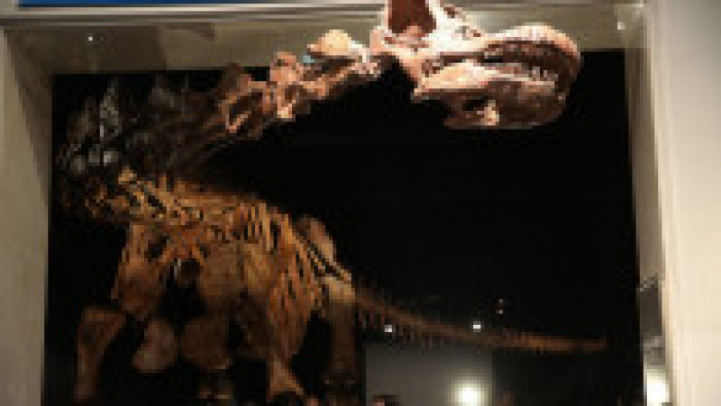 O replică a unui schelet de titanozaur a fost prezentată la Muzeul american de istorie naturală din New York, în 2016. Cântărește 70 de tone, are peste 5 metri înălțime și aproape 40 de metri lungime. Replica se bazează pe 84 de oase excavate în Argentina în 2014. Sursa foto: Profimedia Images | Poza 23 din 25
