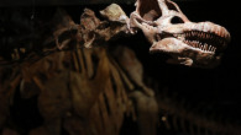 O replică a unui schelet de titanozaur a fost prezentată la Muzeul american de istorie naturală din New York, în 2016. Cântărește 70 de tone, are peste 5 metri înălțime și aproape 40 de metri lungime. Replica se bazează pe 84 de oase excavate în Argentina în 2014. Sursa foto: Profimedia Images | Poza 24 din 25