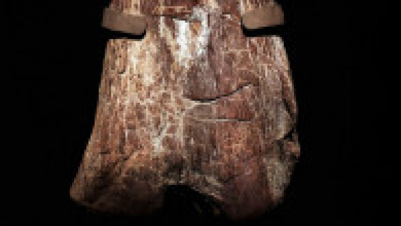 O replică a unui schelet de titanozaur a fost prezentată la Muzeul american de istorie naturală din New York, în 2016. Cântărește 70 de tone, are peste 5 metri înălțime și aproape 40 de metri lungime. Replica se bazează pe 84 de oase excavate în Argentina în 2014. Sursa foto: Profimedia Images | Poza 18 din 25
