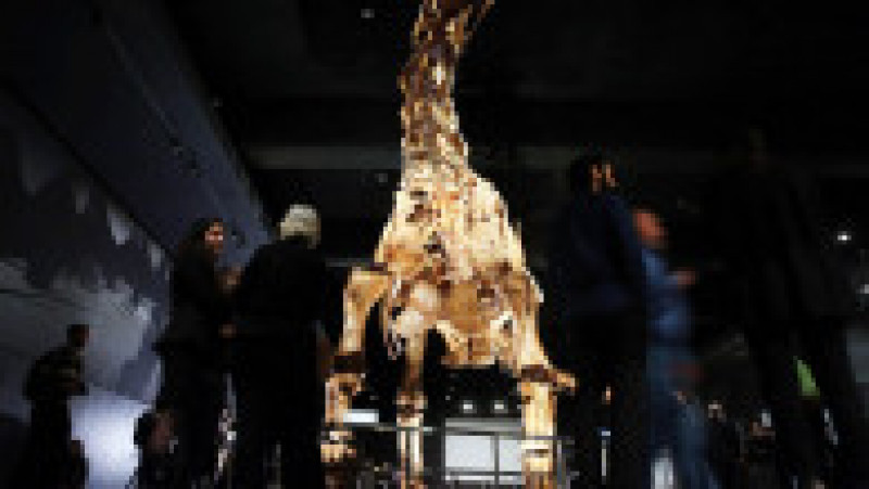 O replică a unui schelet de titanozaur a fost prezentată la Muzeul american de istorie naturală din New York, în 2016. Cântărește 70 de tone, are peste 5 metri înălțime și aproape 40 de metri lungime. Replica se bazează pe 84 de oase excavate în Argentina în 2014. Sursa foto: Profimedia Images | Poza 20 din 25