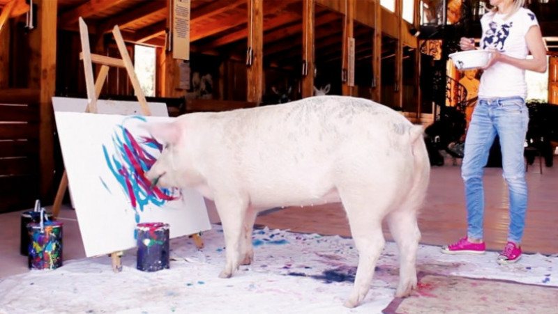 Purcelușa Pigcasso a vândut picturi de peste 1 milion de dolari. Foto: Profimedia Images