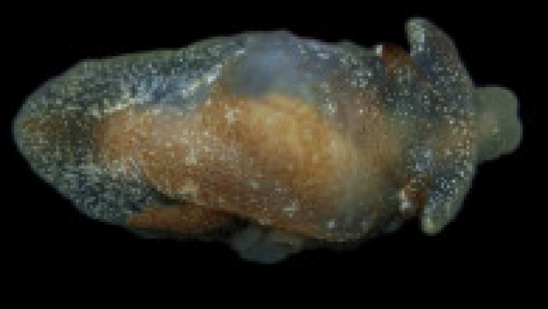 Creatura, numită Pleurobranchaea britanicca, a fost descoperită în apele din sud-vestul Angliei de un vas de cercetare. Foto: CEFARS | Poza 17 din 17
