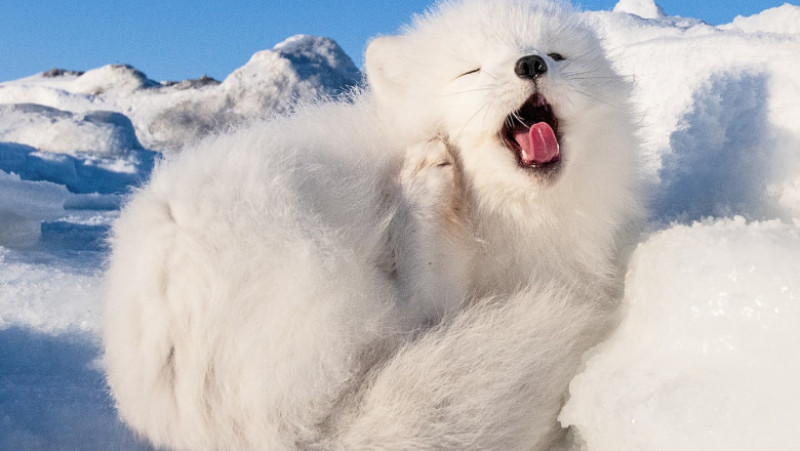 Un pui de vulpe polară surprins dormind la soare FOTO: Profimedia Images