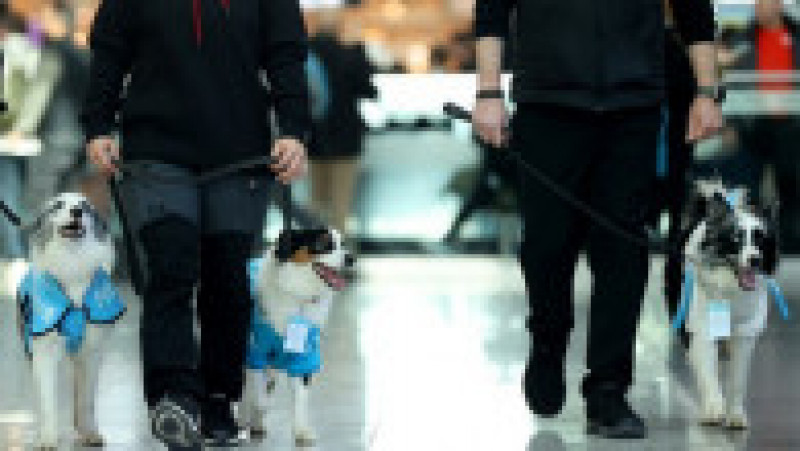 Câini de terapie sunt acum la dispoziţia călătorilor pe Aeroportul din Istanbul. Foto: Profimedia | Poza 5 din 8