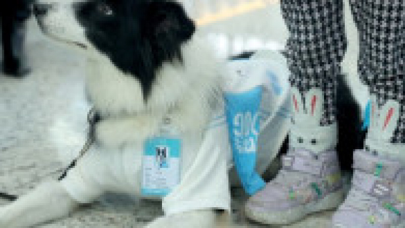 Câini de terapie sunt acum la dispoziţia călătorilor pe Aeroportul din Istanbul. Foto: Profimedia | Poza 1 din 8