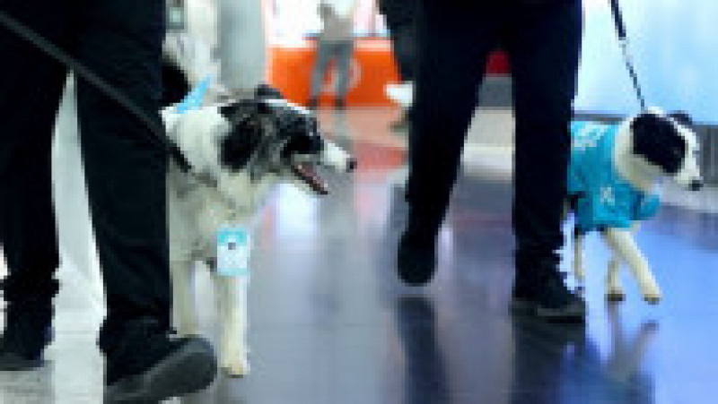 Câini de terapie sunt acum la dispoziţia călătorilor pe Aeroportul din Istanbul. Foto: Profimedia | Poza 4 din 8