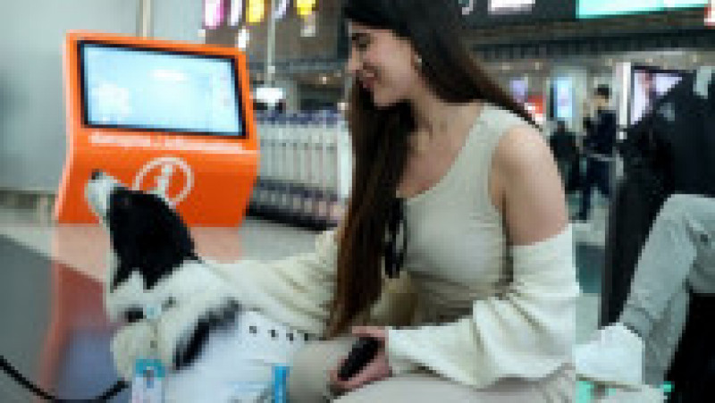 Câini de terapie sunt acum la dispoziţia călătorilor pe Aeroportul din Istanbul. Foto: Profimedia | Poza 8 din 8