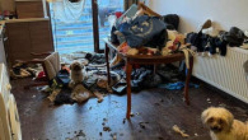 Poliţiştii din Ilfov au deschis un dosar penal pentru cruzimi faţă de animale, după ce au găsit mai mulţi câini şi o pisică într-un apartament din Bragadiru. Foto: IPJ Ilfov | Poza 2 din 3