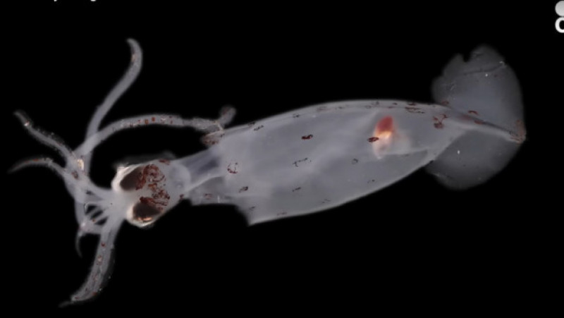 O creatură misterioasă și 100 de posibile noi specii, descoperite de cercetătorii la aproape 5.000 de metri adâncime. Sursa foto: captură YouTube / Ocean Census