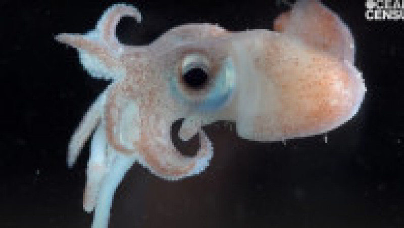 O creatură misterioasă și 100 de posibile noi specii, descoperite de cercetătorii la aproape 5.000 de metri adâncime. Sursa foto: captură YouTube / Ocean Census | Poza 7 din 18
