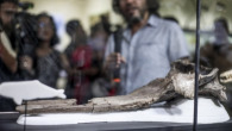 Oamenii de ştiinţă au descoperit fosila în timpul unei expediţii realizate în 2018 la râul Napo. FOTO: Profimedia Images | Poza 7 din 7