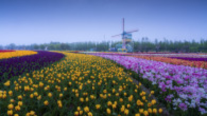 Parcul Holland Flower din Dafeng, China FOTO: Profimedia Images | Poza 8 din 20