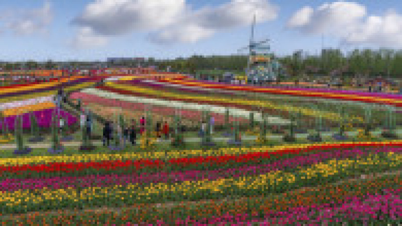 Parcul Holland Flower din Dafeng, China FOTO: Profimedia Images | Poza 9 din 20