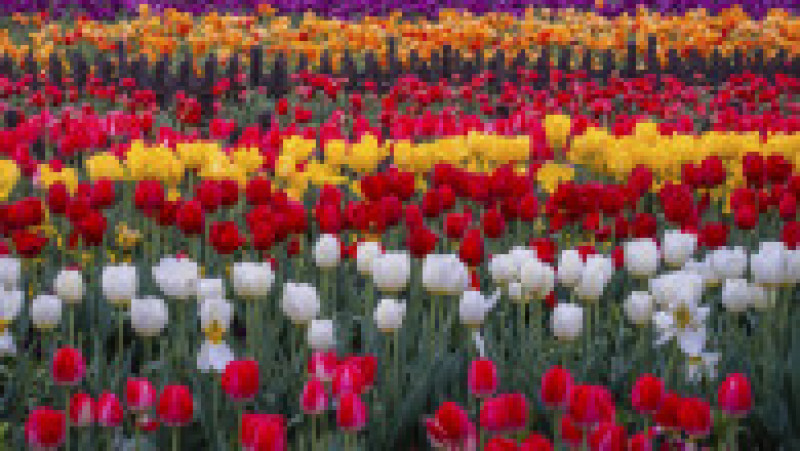 Parcul Holland Flower din Dafeng, China FOTO: Profimedia Images | Poza 5 din 20