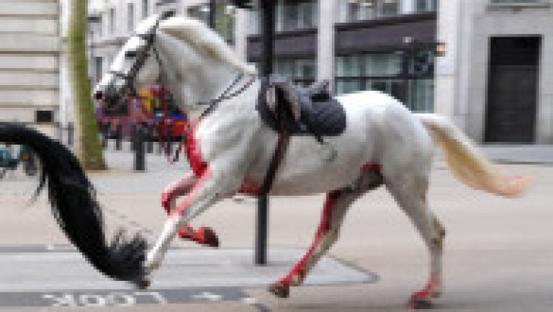 Imagini cu doi cai alergând în centrul Londrei au ajuns virale pe rețelele sociale. FOTO: Profimedia Images | Poza 3 din 8