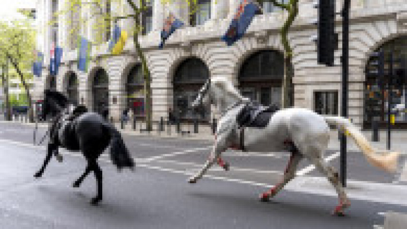 Imagini cu doi cai alergând în centrul Londrei au ajuns virale pe rețelele sociale. FOTO: Profimedia Images | Poza 1 din 8