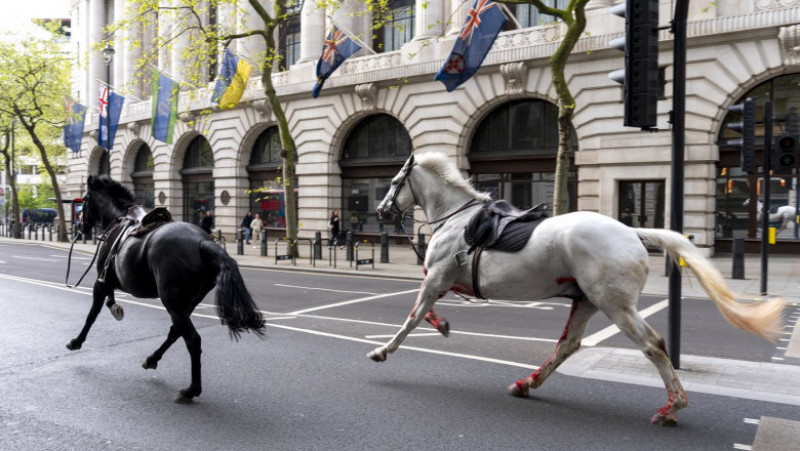Imagini cu doi cai alergând în centrul Londrei au ajuns virale pe rețelele sociale. FOTO: Profimedia Images