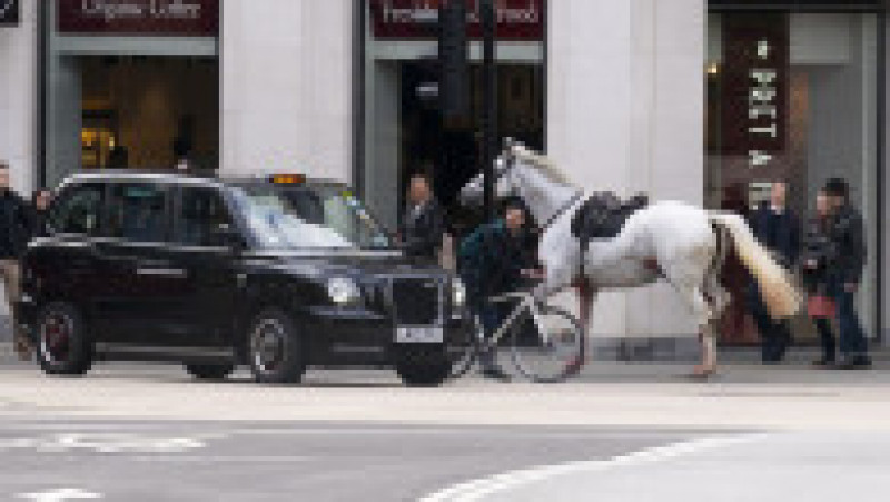 Imagini cu doi cai alergând în centrul Londrei au ajuns virale pe rețelele sociale. FOTO: Profimedia Images | Poza 4 din 8