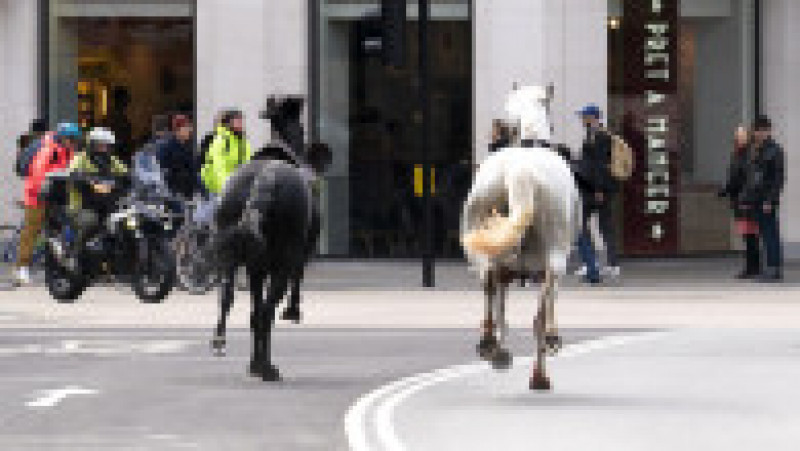 Imagini cu doi cai alergând în centrul Londrei au ajuns virale pe rețelele sociale. FOTO: Profimedia Images | Poza 5 din 8