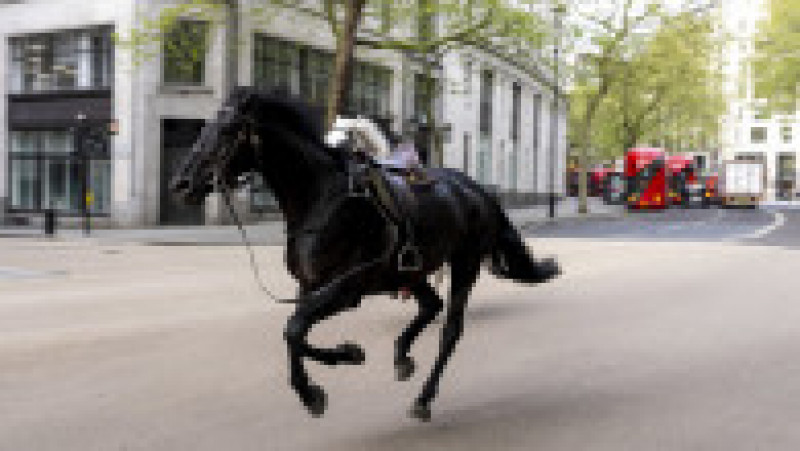 Imagini cu doi cai alergând în centrul Londrei au ajuns virale pe rețelele sociale. FOTO: Profimedia Images | Poza 6 din 8