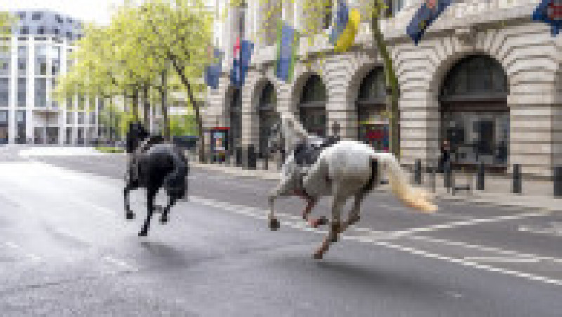 Imagini cu doi cai alergând în centrul Londrei au ajuns virale pe rețelele sociale. FOTO: Profimedia Images | Poza 7 din 8