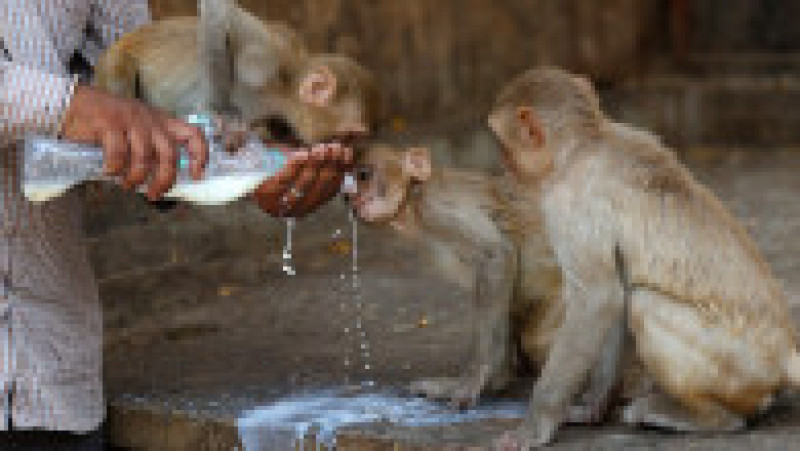 India este lovită de un val de căldură fără precedent. FOTO: Profimedia Images | Poza 11 din 19