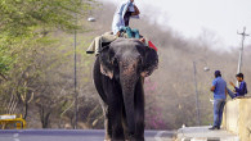 India este lovită de un val de căldură fără precedent. FOTO: Profimedia Images | Poza 15 din 19