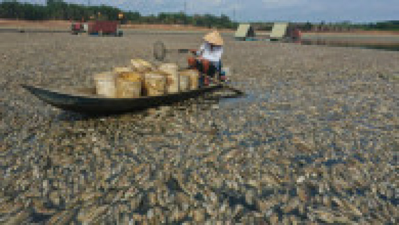Sute de mii de peşti au murit într-un bazin din Vietnam. FOTO: Profimedia Images | Poza 4 din 7