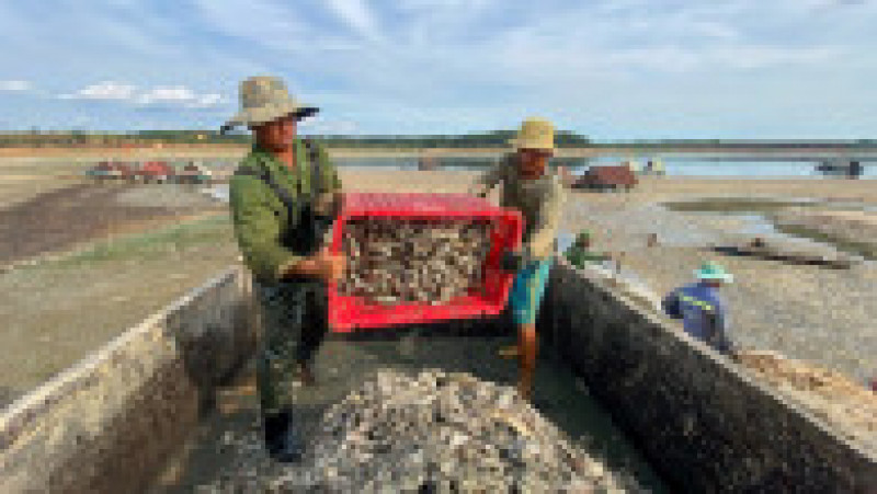 Sute de mii de peşti au murit într-un bazin din Vietnam. FOTO: Profimedia Images | Poza 6 din 7