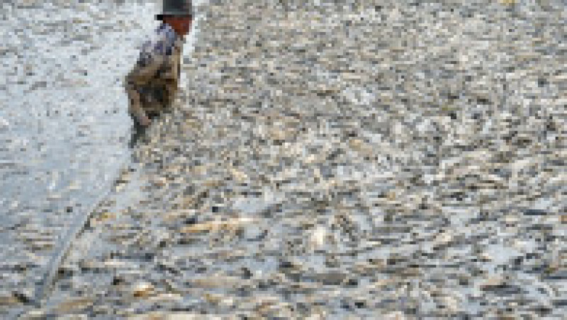 Sute de mii de peşti au murit într-un bazin din Vietnam. FOTO: Profimedia Images | Poza 3 din 7