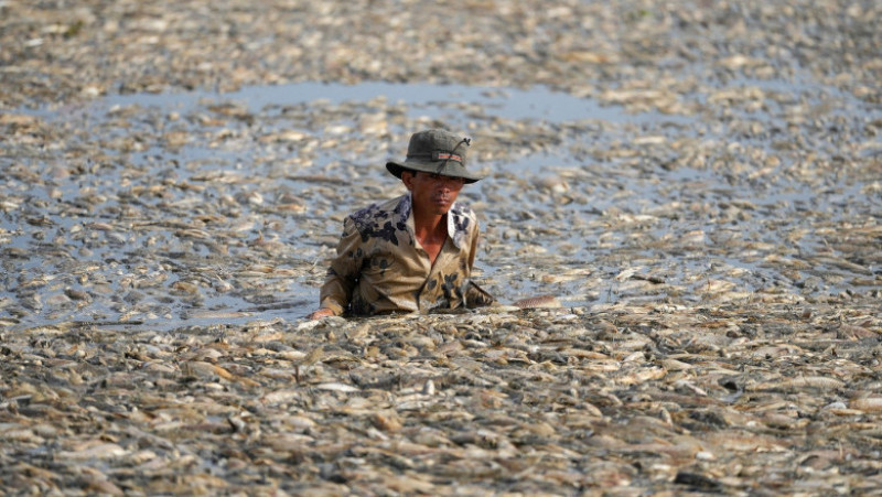 Sute de mii de peşti au murit într-un bazin din Vietnam. FOTO: Profimedia Images
