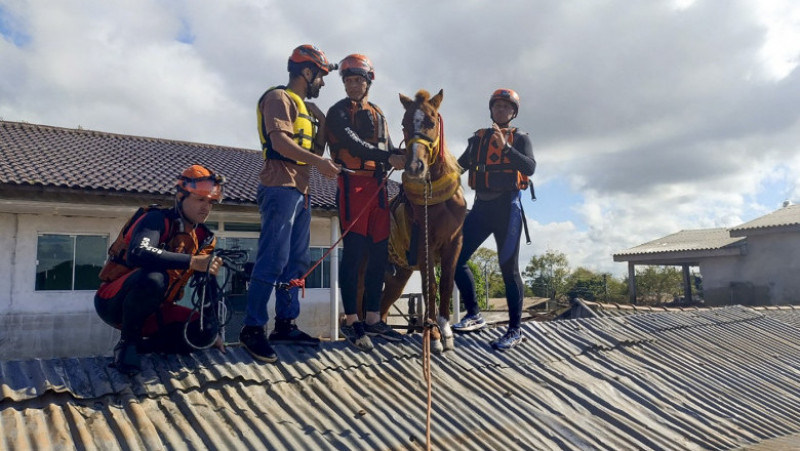 The intervention teams rescued a horse that remained stuck for two days on a roof.  Photo: Profimedia 